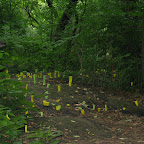 Artificeal landscape.JPG