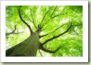stock-photo-17867642-shallow-dof-green-tree-looking-up