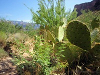 GrandCanyon-1