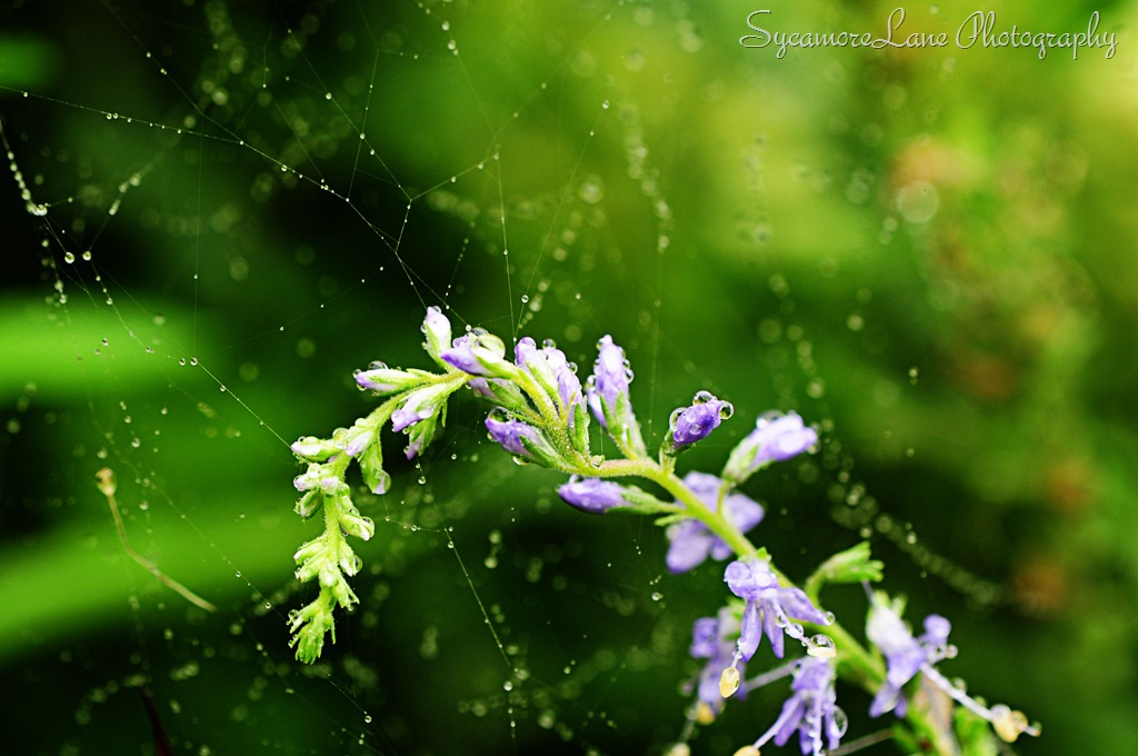 [water-drops-flower-web10.jpg]