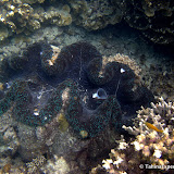 SnorkelingLizardIsland SnorkelingLizardIsland