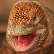 Land Iguana, Galapagos