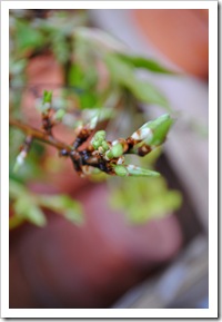 blommor 017