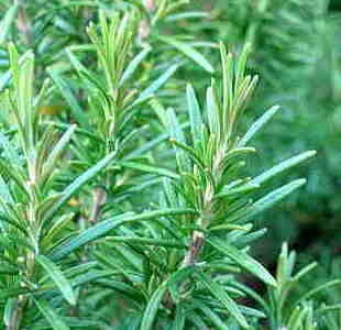 [Rosemary%255B3%255D.jpg]