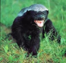 [honeybadgerimages3.jpg]
