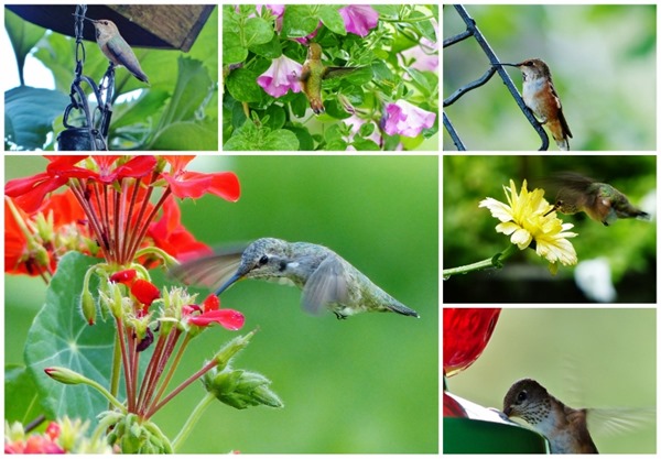 [Hummingbirds-800x5564.jpg]