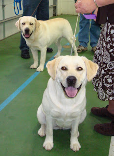 Lacey and Kramer getting ready to go in the Show Ring.