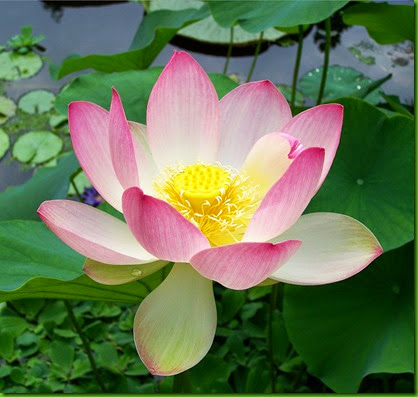 Nelumbo nucifera