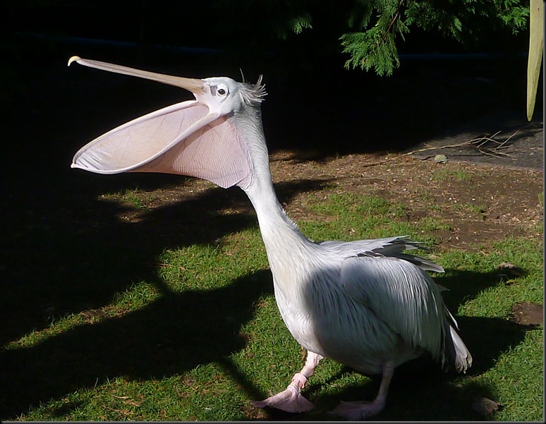 Craig Gregroy (aged 9) - 2012 Pelican open wide