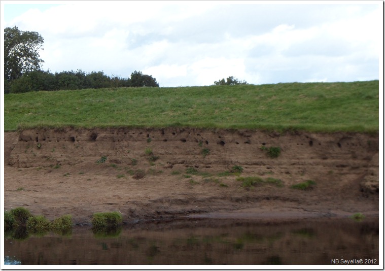 SAM_3362 Sand Martin Holes SAM_3362 Sand Martin Holes