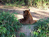 National Zoo in August