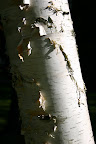 A peeling birch tree