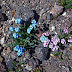 Myosotis%252520sp.%25252c%252520m.%252520aragats%25252c%2525202012.08.05