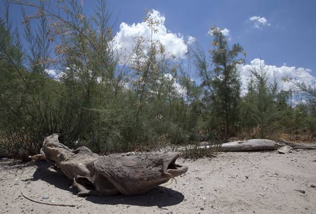 The remains of a pan head catfish are seen at the O.C. Fisher Lake, Texas. Entire ecosystems are at risk of being wiped out as lack of rain and 100 degree plus temperatures have dried up lakes, rivers and reservoirs. AP via businessinsider.com