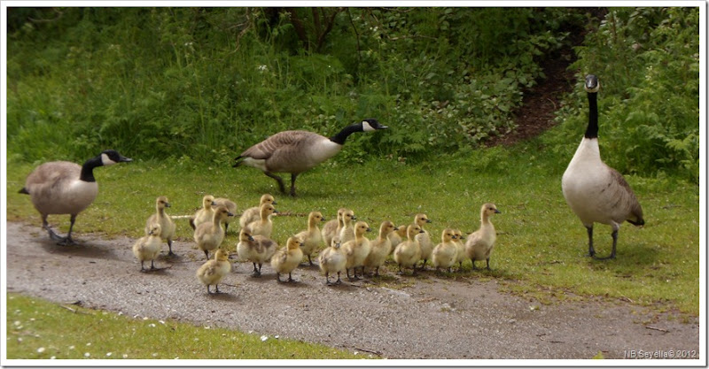 SAM_0135 Goose Creche SAM_0135 Goose Creche