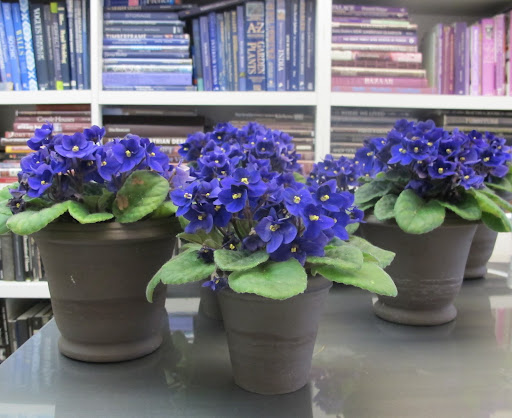A final shot of the plants in my office!