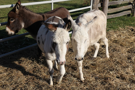 Mini-donks were first brought to the United States in 1929.  By the 1950s, there were major breeders and a woman by the name of Bea Langfeld established the Miniature Donkey Registry.