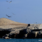 Birds, Birds, Birds.  Wear a hat if you don't want to collect guano.