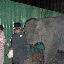 This is a for real elephant cruising the streets of Bangkok on a Thursday night.