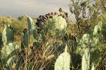 905-0535_IMG.JPG
