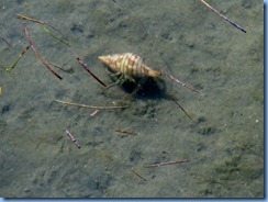 6266 Texas, South Padre Island - Birding and Nature Center guided bird walk - Hermit crab