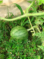 Dsc%252520011