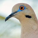 Dove