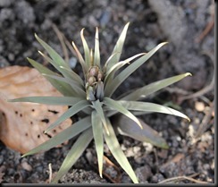 Fritellaria yuminensis etter første vinteren