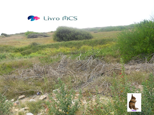 [O%2520desenvolvimento%2520das%2520Ruas%2520de%2520Espinho003Gazeta%2520de%2520Espinho%255B2%255D.jpg]