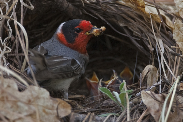 A Red-faced Warbler in its nest. Warblers are threatened by rapid climate change as elk eat the plants in which the birds nest.  Photo: Sonya Auer