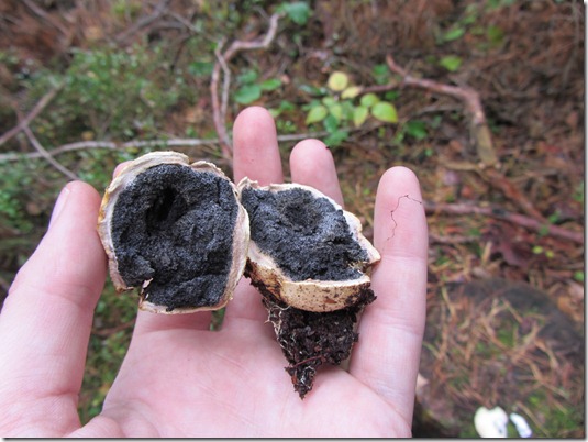 Der Kartoffelbovist fhlt sich nicht nur schwer an, geffnet sieht er auch schwer nach Sporen aus ;)