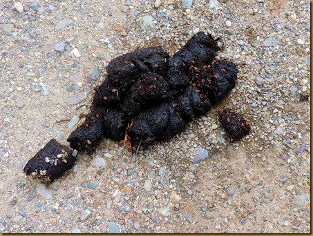 bear scat-