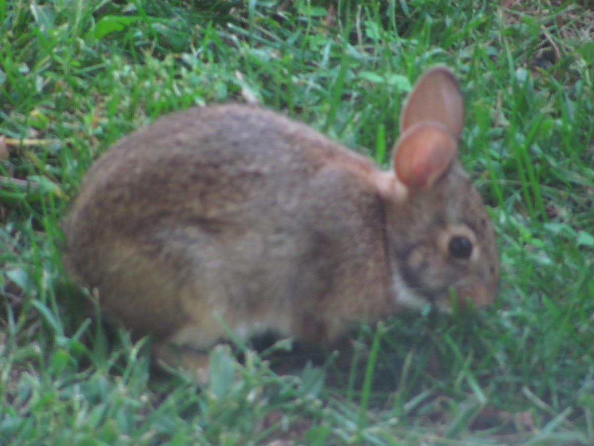 Eastern Cottontail