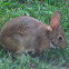 Eastern Cottontail