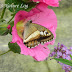 Nymphalidae%25252c%252520aulocera%252520saraswati%25252c%252520striated%252520satyr