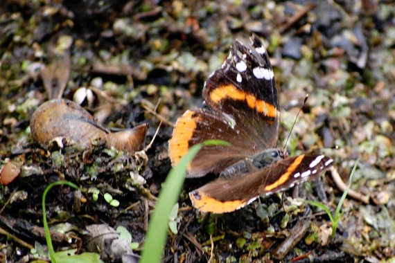[admiral%2520and%2520snail%2520shell%255B2%255D.jpg]
