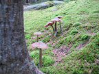 EUREKA!  A crop of toadstools right near the bracket fungi!  Good idea to venture into the woods!