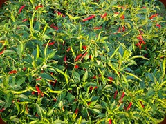 Thai dragon pepper plant - DSC03516