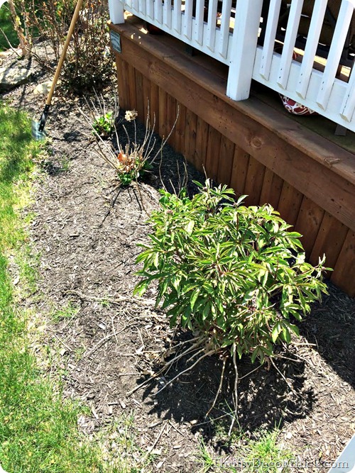 pruning hydrangea