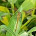 P1130229