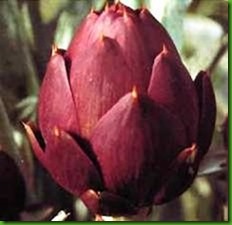Alcachofra Violetto di Romagna Alcachofra Violetto di Romagna