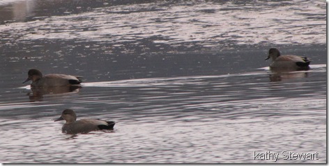 Some Gadwall