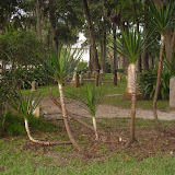 A weird looking palm growing on the grounds at Mission of Nombres de Dios.