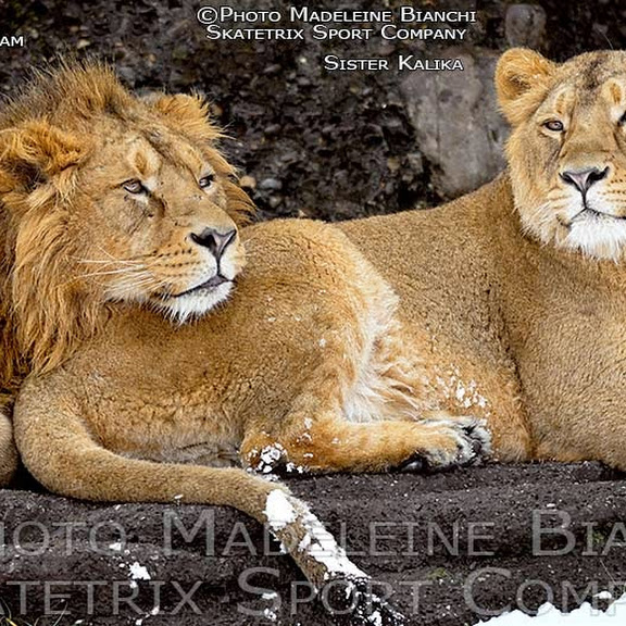 INDIAN LIONS ENJOY WINTER