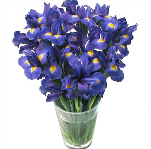 Irises