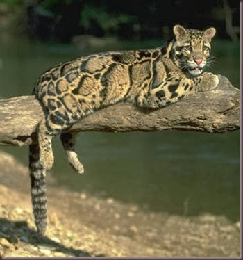 Amazing Animal Pictures Clouded Leopard (5)