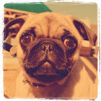 Bogey's Photo Gallery (Random)