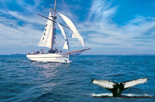 [Whales-n-Sails%255B3%255D.jpg]