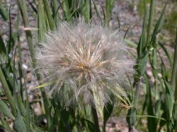 [seedheads_2_250%255B6%255D.jpg]