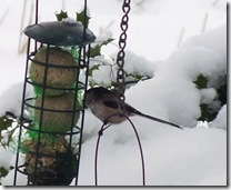 long-tailed tit